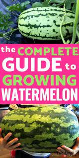 How To Grow Watermelon In Your Garden From Seed To Harvest How To Grow Watermelon Watermelon Plant Watermelon