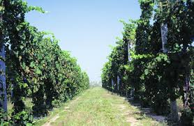 Check spelling or type a new query. Https Www Canr Msu Edu Grapes Uploads Files E2645 Full Pdf