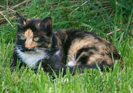 How to draw animals professionally. Tips To Help You Learn To Draw Animals Craftsy