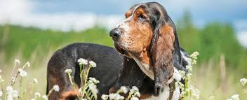 Find free puppies near me, adopt a puppy, buy puppies direct from kennel breeders and puppy owners in malta. Basset Hound Dog Breed Profile Petfinder