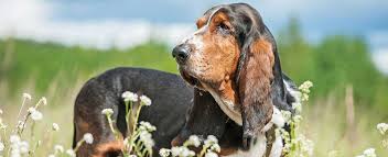 A $250.00 deposit holds your pick. Basset Hound Dog Breed Profile Petfinder