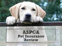 Aspca pet health insurance, akron, ohio. Aspca Pet Insurance Review Coverage By A 150 Year Old Organization