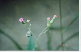 紫背草屬菊科紫背草屬一年生草本植物 flowers nature stud earrings