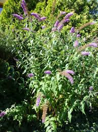 Image result for Komule empire blue