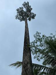 Image result for Petersianthus macrocarpus