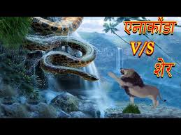 Anacondas belong to the boa family and are found in south america and the amazon basin. Download Lion And Anaconda 3gp Mp4 Codedwap