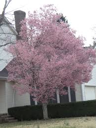 Alabama has its crepe myrtles. Pretty Alabama Blooming Tree Blooming Trees Pretty Flowers Tree