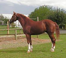 Chestnut Horse Color Wikipedia