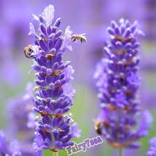 Image result for Lavandula angustifolia Vera