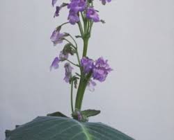 Image result for Streptocarpus eylesii