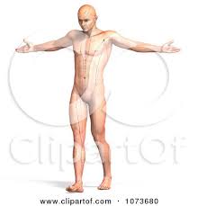 3d Male Acupressure Acupuncture Chart Body 3 Posters Art