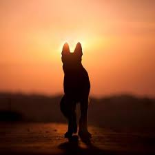We did not find results for: When A Pet Dies What To Say Pet Death And Children Expert Advice