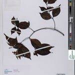 Image result for Alafia caudata