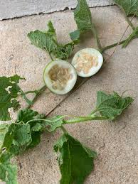 Image result for Cucurbita