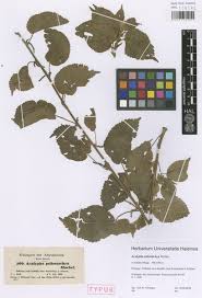 Image result for Acalypha psilostachya