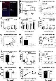 How many calories in a gram of carbohydrate? Hepatocyte Membrane Potential Regulates Serum Insulin And Insulin Sensitivity By Altering Hepatic Gaba Release Biorxiv