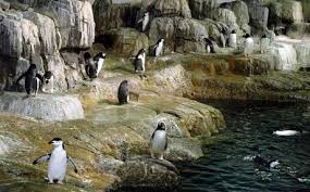 Central Park Zoo Cool Places To Visit New York Zoo New York Travel