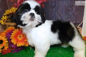 Seattle humane is a 501(c)3 organization. Female Shih Tzu Shih Tzu Puppy For Sale Near Chicago Illinois Ca1b3a85 6da1