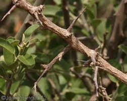 Image result for Maerua cafra