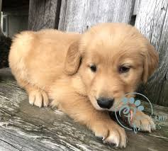 Find golden retriever puppies and breeders in your area and helpful golden retriever information. Golden Retriever For Adoption Golden Retriever Puppies For Sale Craigslist
