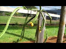 A dragonfruit tree can be grown in a fruit tree patch from a dragonfruit sapling using the farming skill. How To Grow Yellow Dragon Fruit Or Pitaya Vine Training Them Youtube