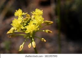 Image result for Bulbine capitata
