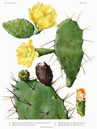 Flower asi se dice flor en ingles c: Opuntia Ficus Indica Wikipedia La Enciclopedia Libre