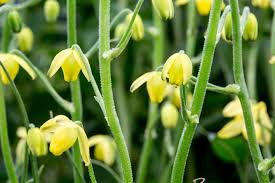 Image result for Albuca