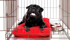 Search a wide range of information from across the web with dailyguides.com. The 10 Best Rated Small Large Dog Crates And Kennel Of 2021