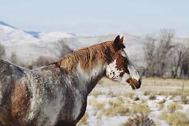 Pinto horse run in winter landscape. Pinto Horse In Winter Photograph By David Clark