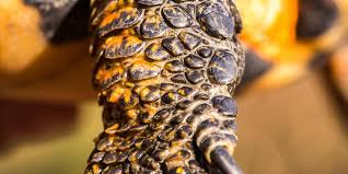 Does Slow and Steady Win the Race?