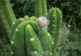 Como preparar un san pedro (existe mas de una forma, no cambia si tu cactus es pachanoi o peruvianus) 1) cortar el cactus en estrellas ni muy gordas ni muy. Planta Cactus San Pedro Envios A Toda Colombia Sembramos Com Co