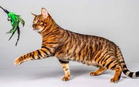 Stay updated about kittens free to good home uk. Kittens Cats For Sale Melbourne Brisbane Sydney