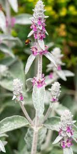 Image result for Stachys