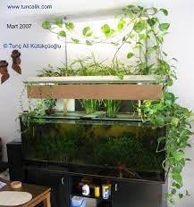 Maybe you would like to learn more about one of these? Indoor Plants For Water Purification And Nitrate Reduction In Aquariums Tuncalik Com Natural Aquariums And Sustainable Lifetuncalik Com Natural Aquariums And Sustainable Life