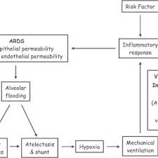 Current Schematic Of The Pathophysiology Of Ards Download