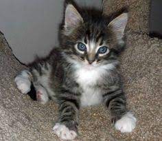 Maybe you would like to learn more about one of these? Maine Coon