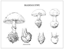 Scientific Illustration Fungi By Insil Choi Via Behance Scientific Illustration Illustration Fungi