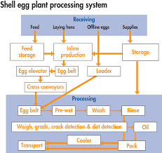 How To Create An Effective Haccp Plan For Shell Egg Plants