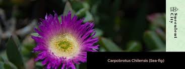 Image result for Carpobrotus