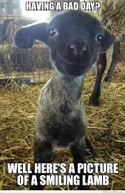 Smiling Lamb Happy Animals Cute Baby Animals Cute Animals