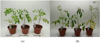 Image result for tomato seedling botrytis