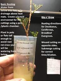 Testing 4 Methods To Propagating Arborvitaes! Which Is Best? (Thuja Emerald  Green/Green Giant) - Youtube