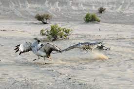 gyrfalcon hunting birds of prey birds animals