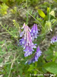 Image result for Vicia villosa