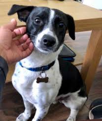 Your pup may be small, but in his own opionion, he is of course the hulk. Black Spots On Jack Russell Buildnew