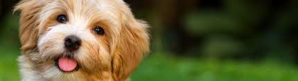 Download our petland app today for information on your local petland's available pets and pet supplies. Frequently Asked Questions Petland Rome Georgia