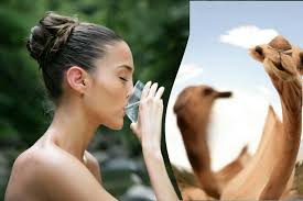 You blind leaders, who strain out a tiny gnat i.e., from your drinking water and yet swallow a whole camel. Will It Be The Gnat Or The Camel Cassandra S Marriage Mints The Grass Is Greener Where We Water It