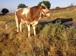 Mardin Simenter Erkek Bagcilar Satilik Daire