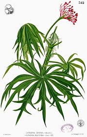 Image result for Jatropha multifida